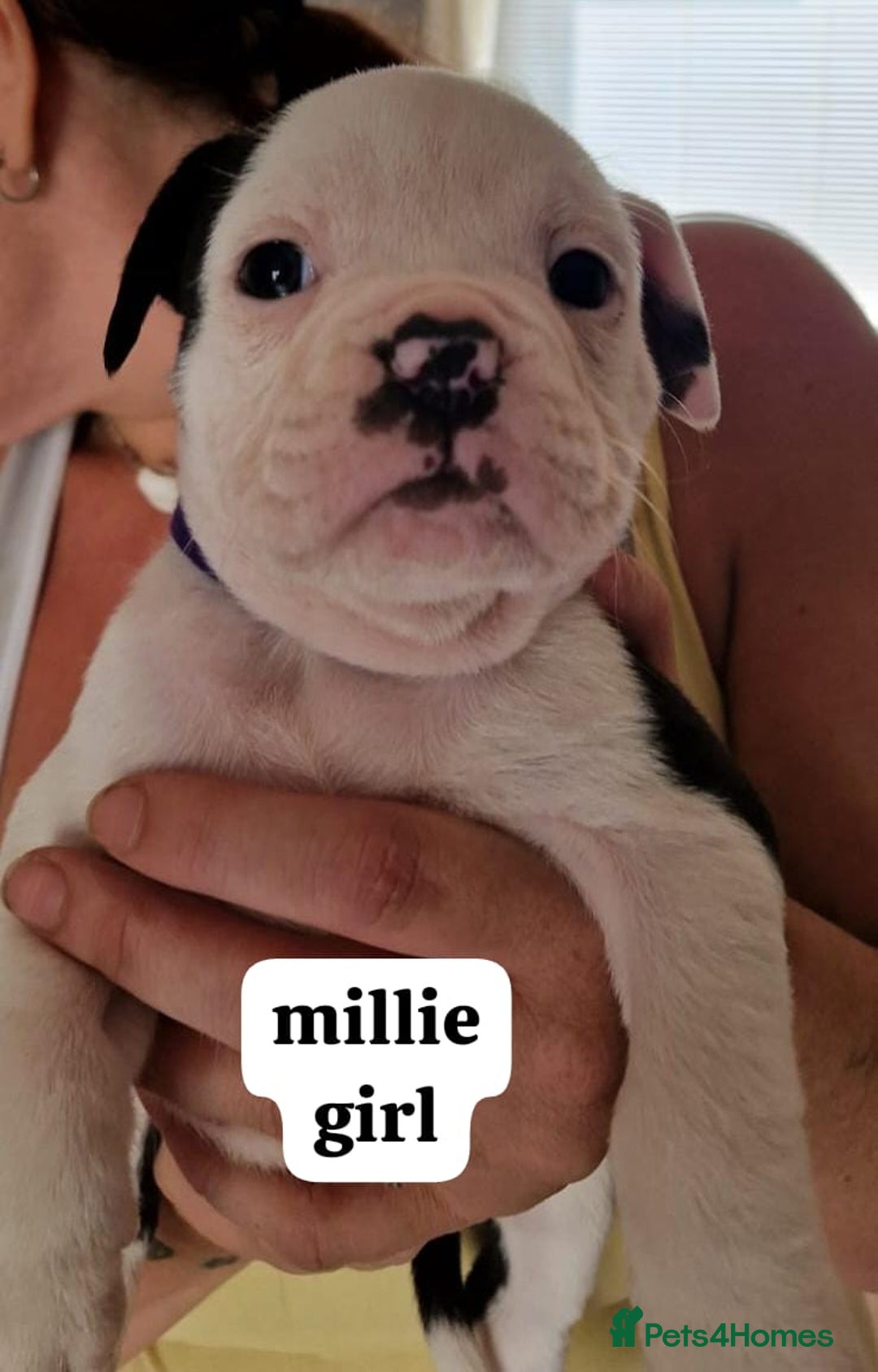 English Bulldog dogs for sale: Olde English bulldog puppies  - Image 18