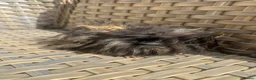 Guinea Pig rodents for sale: 3 Handsome long haired male guinea pigs. - Advert 10