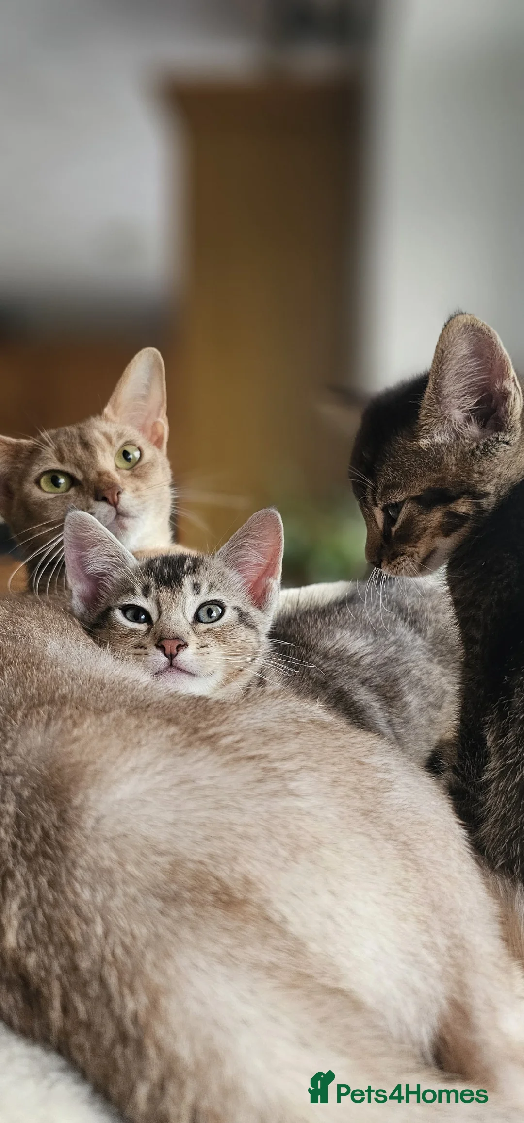 Mixed Breed cats for sale: Abesynian x Bengal. - Advert 1