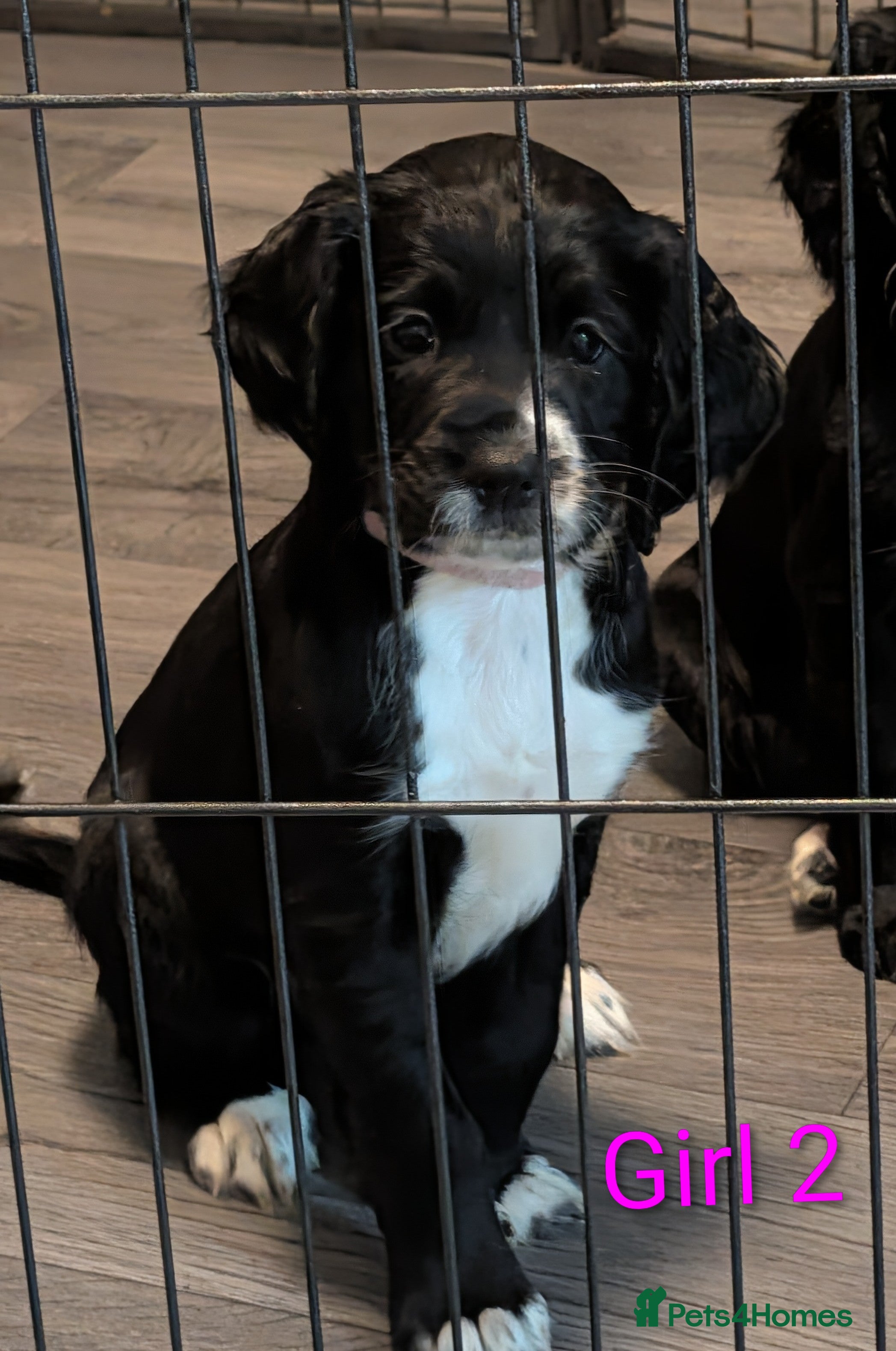 Sprocker dogs Sprocker Spaniel pups! 1 Girl & 2 boys available. - Advert 3