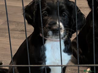 Sprocker dogs Sprocker Spaniel pups! 1 Girl & 2 boys available. - Advert 5