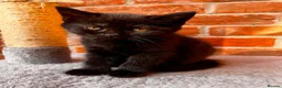 Mixed Breed cats for sale: Adorable Kittens  - Advert 17