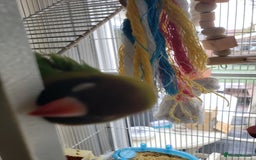 Lovebirds birds for sale: Love birds family - Image 9