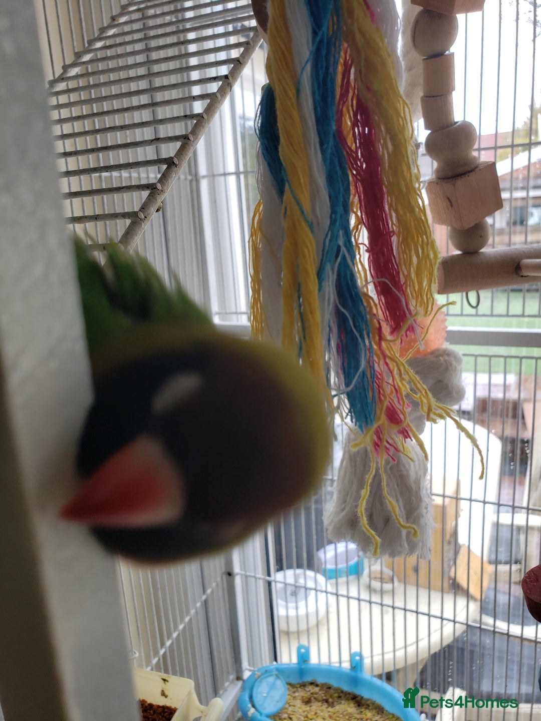 Lovebirds birds for sale: Love birds family - Image 9