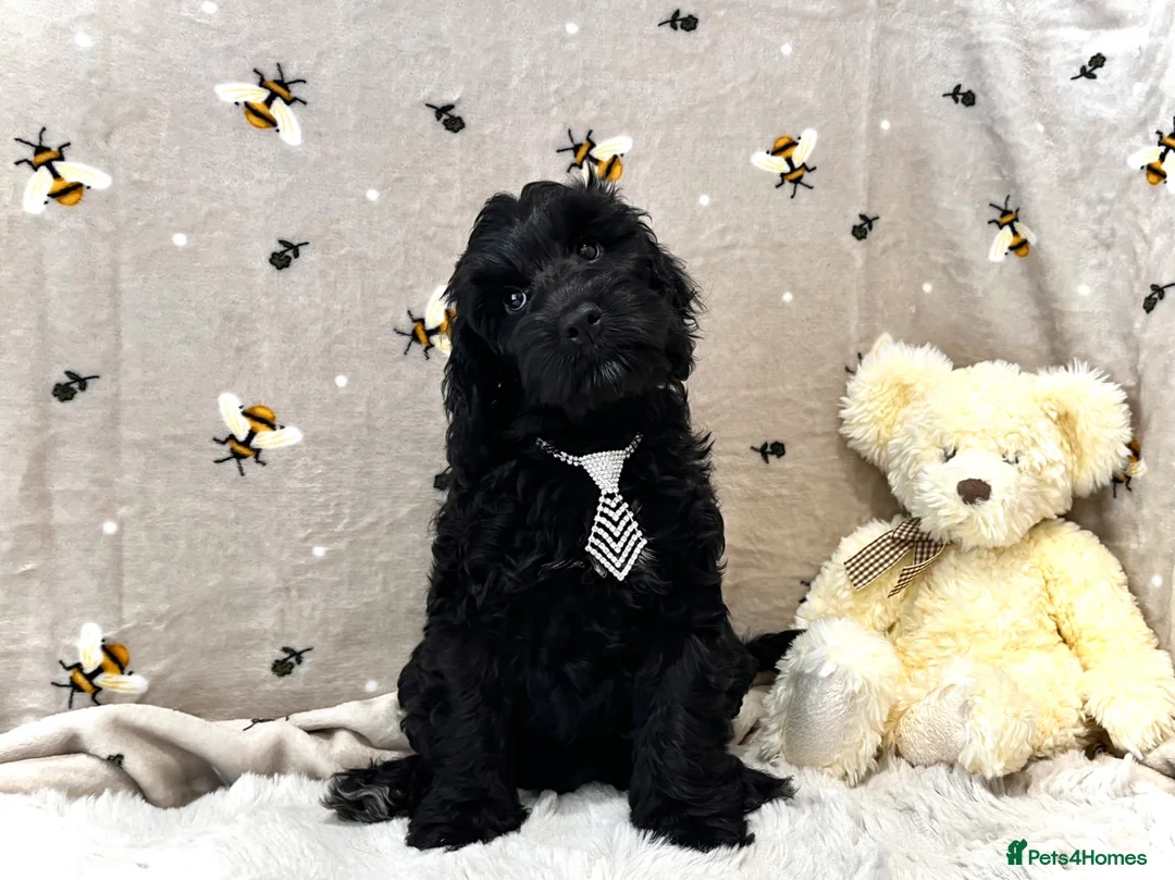 Cockapoo dogs for sale: ❤️Gentle & Affectionate Mini DNA CLEAR F1 Cockapoo - Advert 2