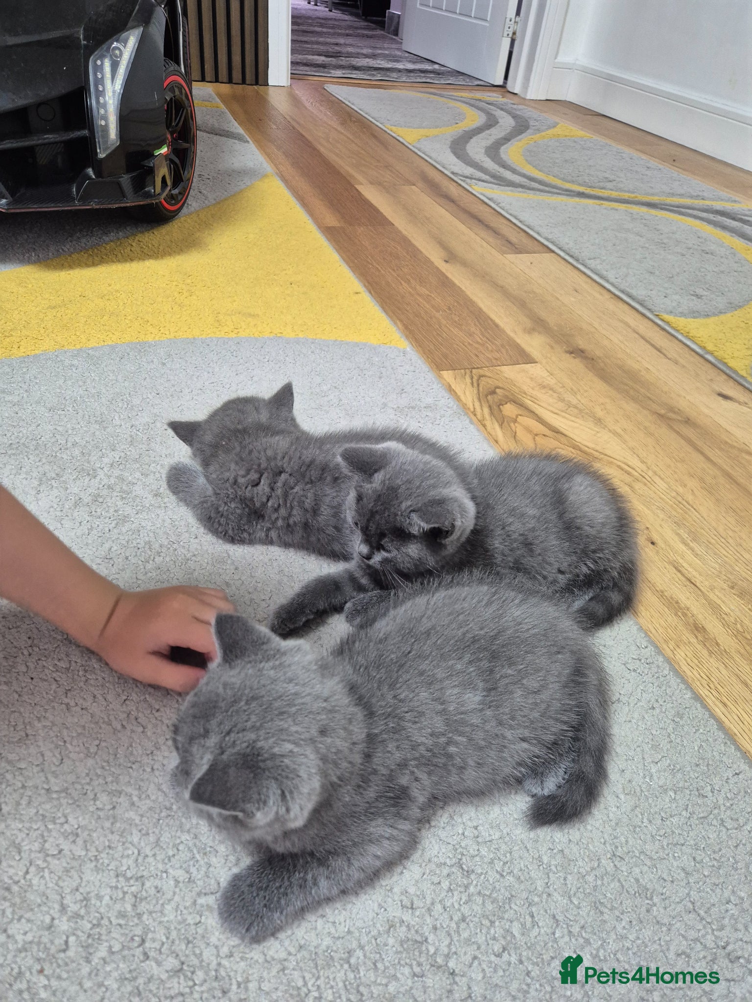British Shorthair cats for sale: 2 male kittens - Advert 11
