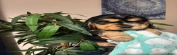Cocker Spaniel dogs for sale: Kc reg show type cockers - Advert 13