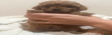 Cavapoo 3
