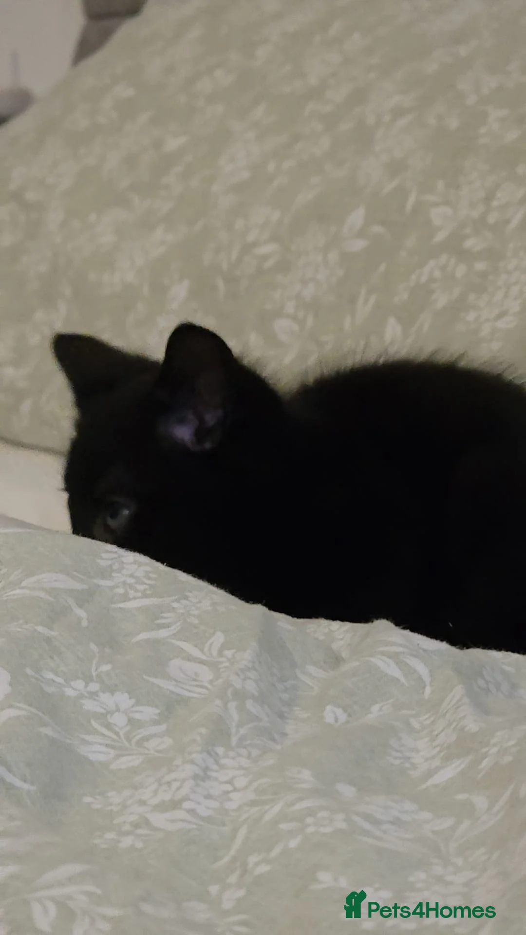 Mixed Breed cats for sale: Full black/brown male kitten  - Advert 2