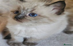 Ragdoll cats for sale: Ragdoll kittens  - Image 13