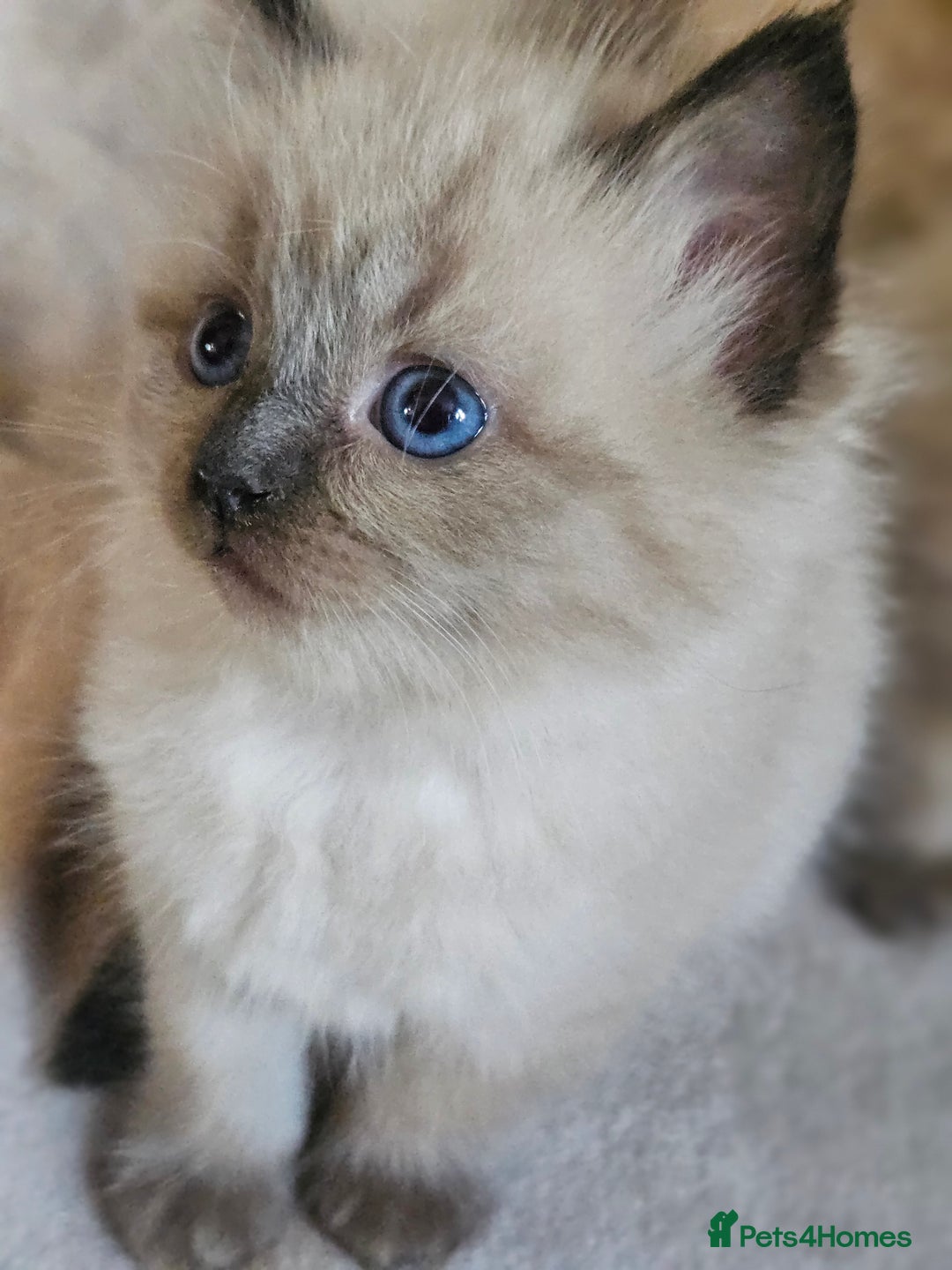 Ragdoll cats for sale: Ragdoll kittens  - Image 13