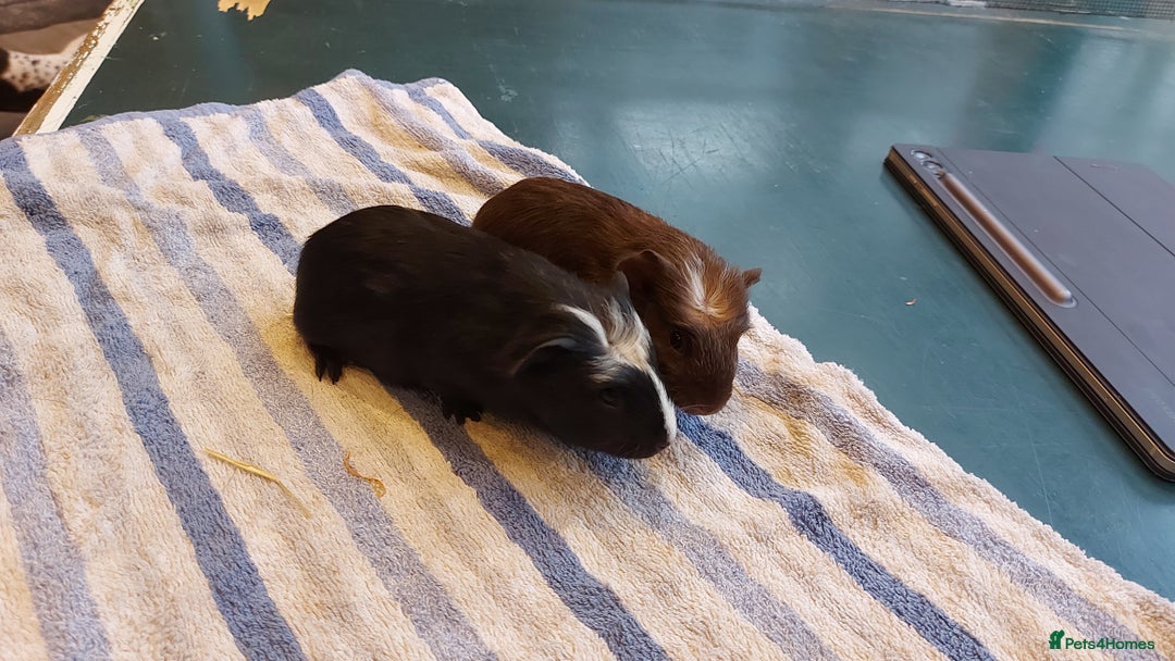 Guinea Pig rodents for sale: Beautiful baby Guinea pigs  - Advert 1