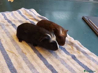 Guinea Pig rodents Beautiful baby Guinea pigs - Advert 1