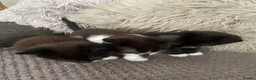 Mixed Breed cats for sale: 4adorable kittens in Woking - Advert 2