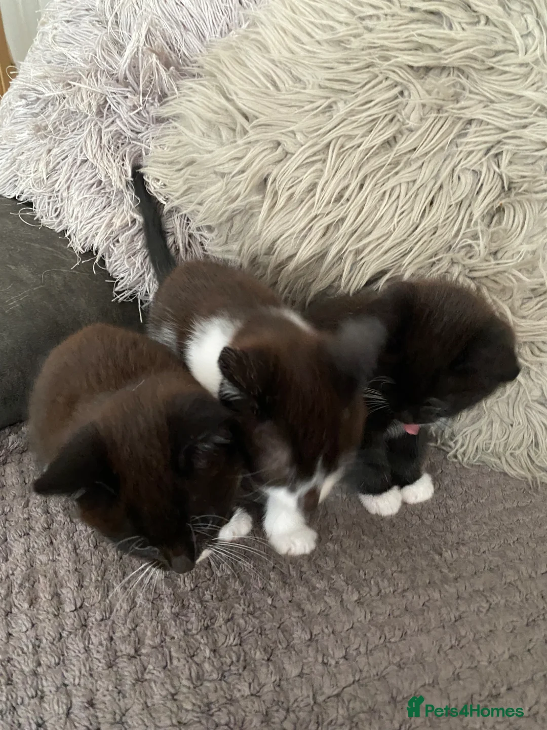 Mixed Breed cats for sale: 4adorable kittens in Woking - Advert 2