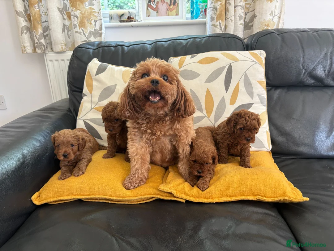 Cavapoo dogs for sale: Stunning Red F1b Cavapoo Puppies  - Advert 11