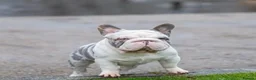 French Bulldog dogs for sale: Fluffy French bulldogs  in Chelmsford - Advert 6