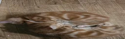 Mixed Breed cats for sale: Cute kittens looking for a new home  - Advert 29