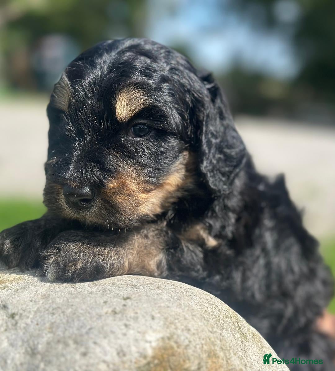 Bernedoodle dogs for sale: F1B STANDARD  BERNADOODLE LAST FEW - Image 13