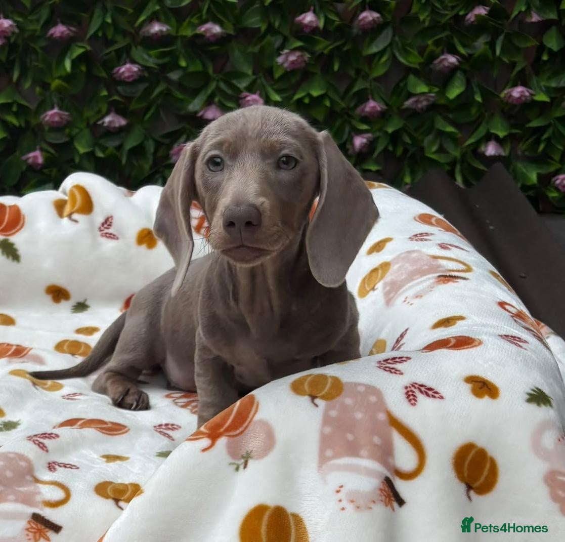 Miniature Dachshund dogs FULLY VAX BELLA KC Reg PRA Clear mini solid - Advert 1