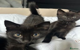 Domestic Shorthair cats for sale: Beautiful black domestic short hair kittens - Advert 8