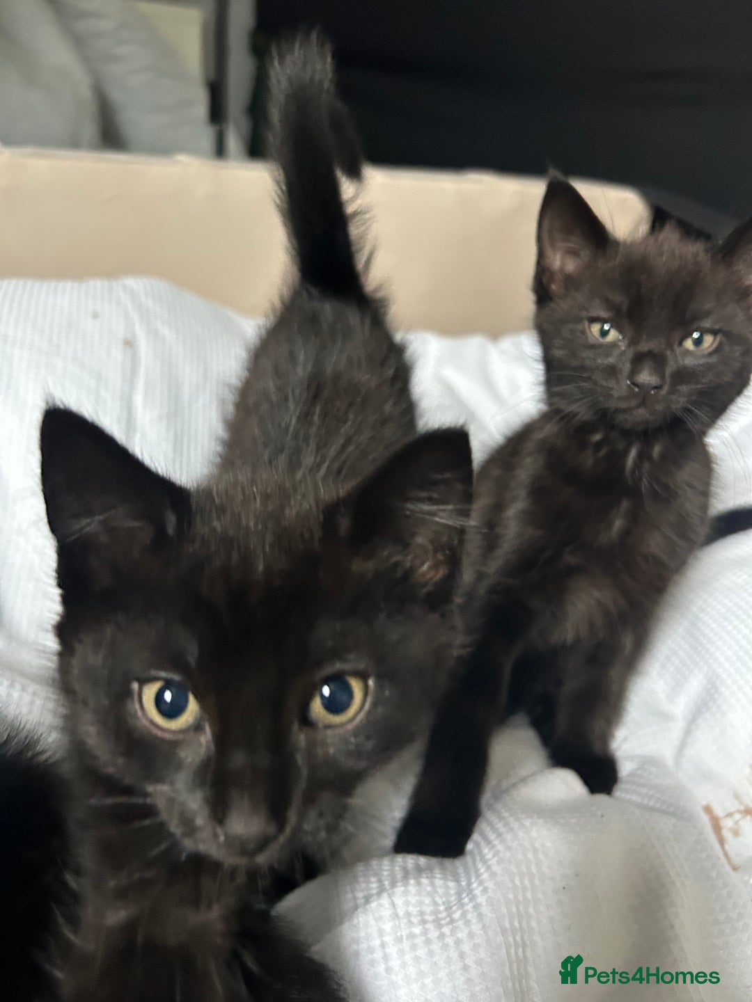 Domestic Shorthair cats for sale: Beautiful black domestic short hair kittens - Advert 8