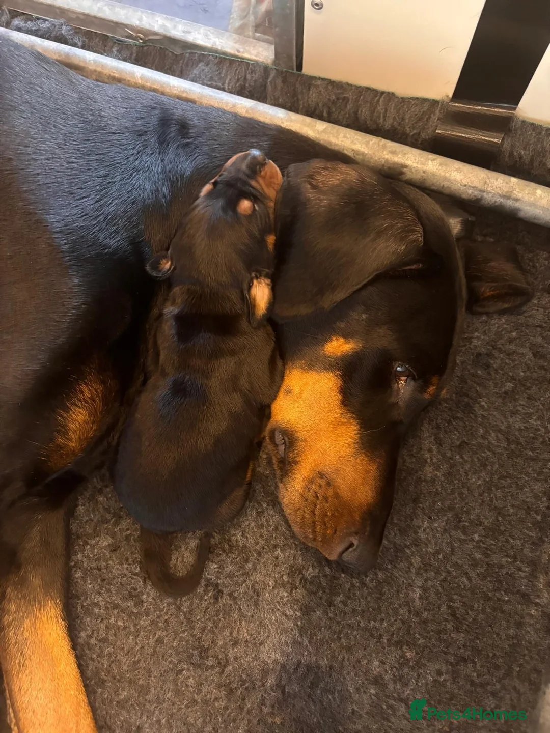 Dobermann dogs for sale: Doberman Puppies from Health Tested Parents - Advert 2