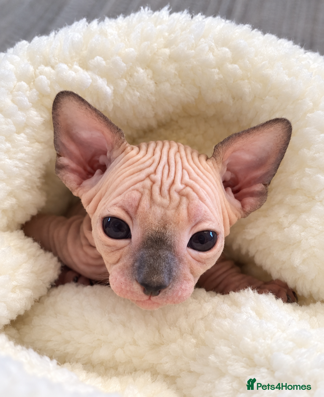 Sphynx cats Sphynx kittens for sale - Advert 2