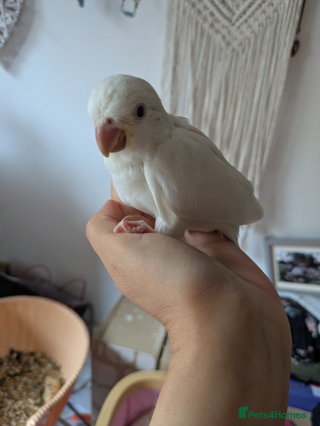 Parakeets birds for sale: Hand reared tamed white and cobalt Quaker parrots  - Image 1