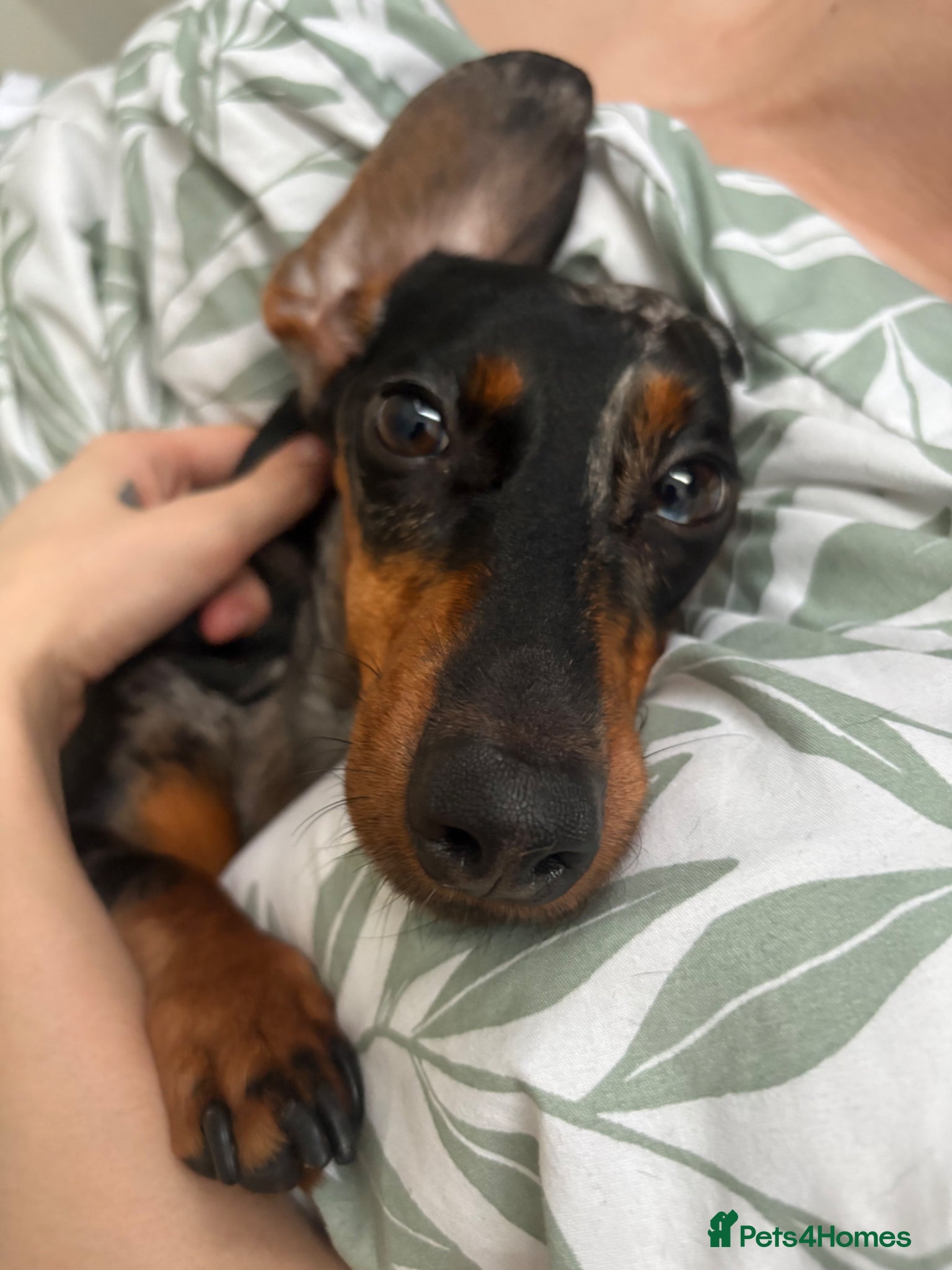 Dachshund dogs Mica need a new home! - Advert 3
