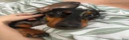 Dachshund dogs for sale: Mica need a new home! - Advert 1
