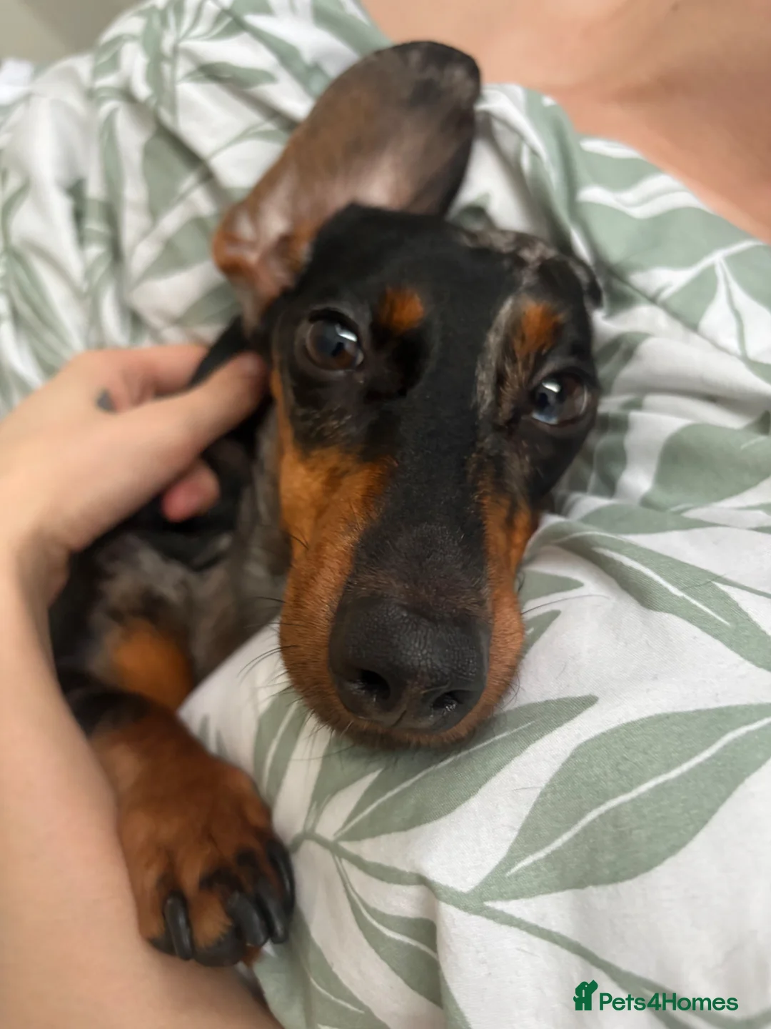 Dachshund dogs for sale: Mica need a new home! - Advert 1