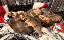 English Bulldog dogs for sale: Traditional English Bulldog Puppies  - Image 12