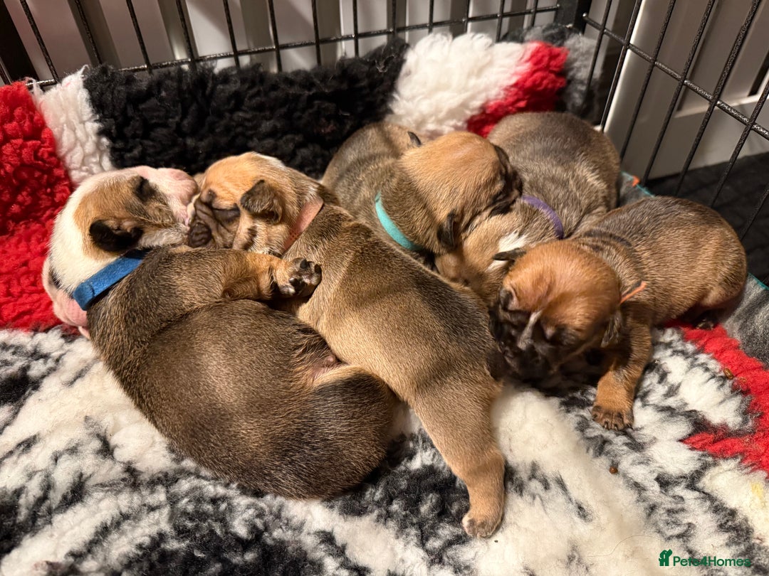 English Bulldog dogs for sale: Traditional English Bulldog Puppies  - Image 12