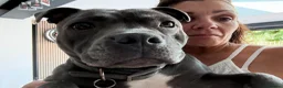 Staffordshire Bull Terrier dogs for stud: Up for stud!  in Wigan - Advert 7