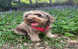 Cockapoo dogs for sale: Cockerpoo- beautiful Merle ready to go in Gillingham - Image 10
