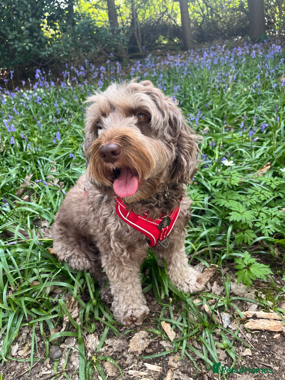 Cockapoo dogs for sale: Cockerpoo- beautiful Merle ready to go in Gillingham - Image 10