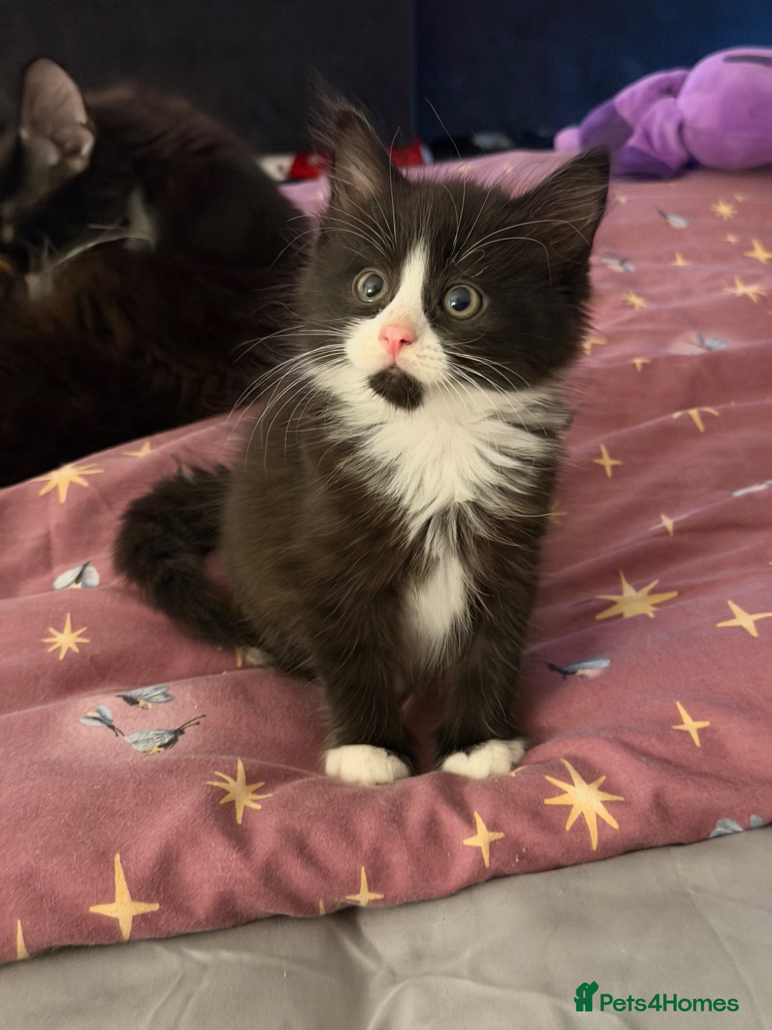 Mixed Breed Kitten 1