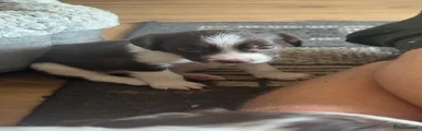 English Springer Spaniel 4