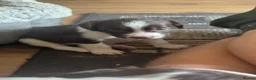 English Springer Spaniel dogs for sale: English springer spaniel puppy’s  in Deeside - Advert 5