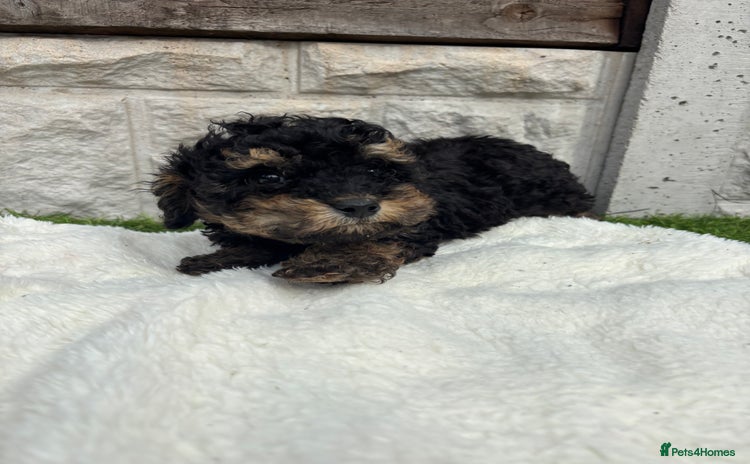 Cavapoo dogs - Advert 7