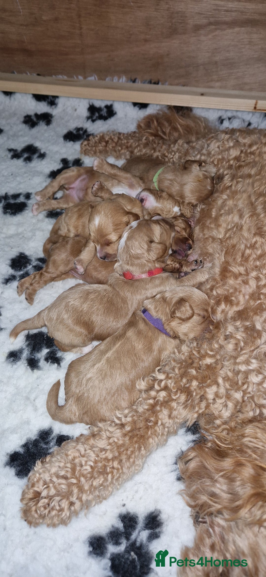 Cavapoo dogs for sale: Beautiful cavapoo puppies - Image 8