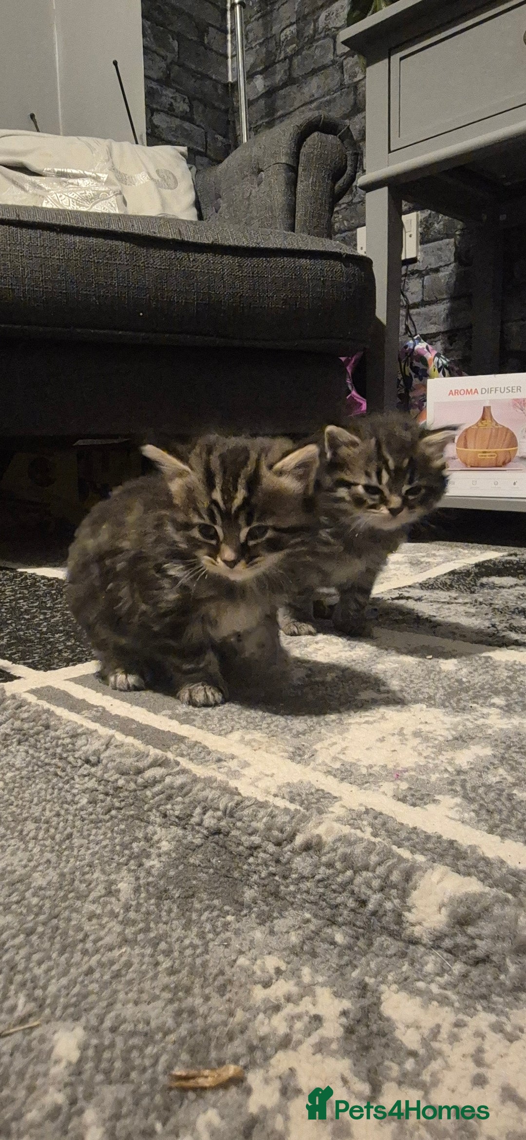 Mixed Breed cats for sale: Kittens silver tabby Britishshort-hairxmaincoon  - Advert 16