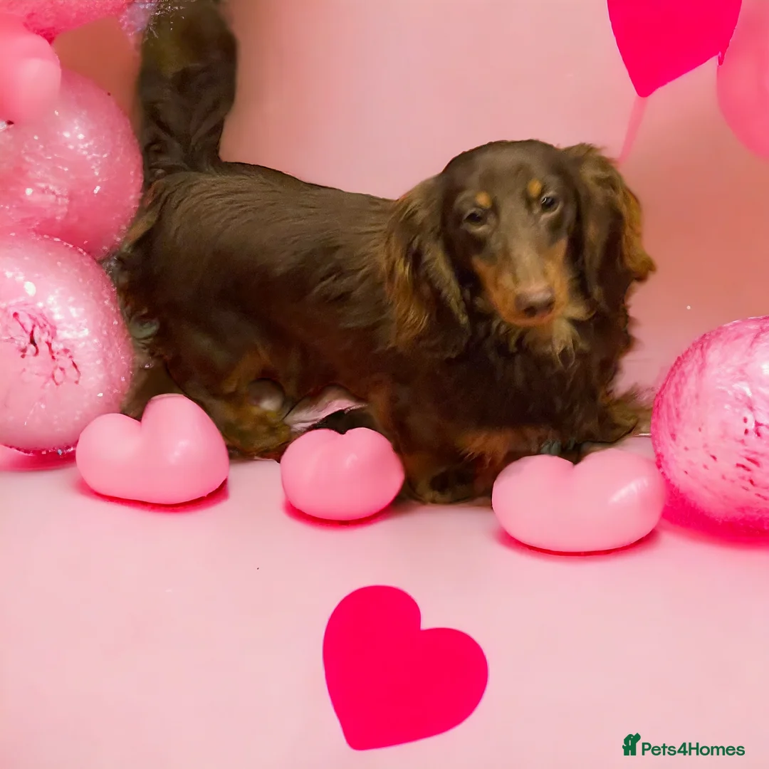 Miniature Dachshund dogs for stud: STUNNING MINIATURE DACHSHUND AVAILABLE AT STUD  in Grays - Advert 10