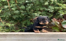 Dachshund dogs for sale: Wirey dachshund/ teckels - Image 10