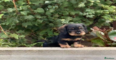 Dachshund dogs - Advert 7
