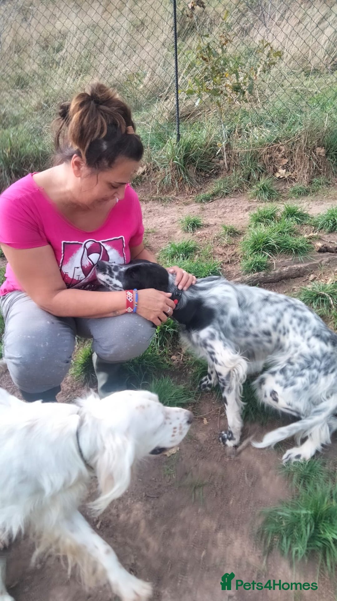 English Setter dogs for adoption: Ras   - Advert 8