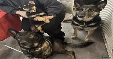 German Shepherd dogs - Advert 16