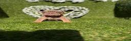 English Bulldog dogs for sale: Gorgeous KC English Bulldog Puppies - Advert 22