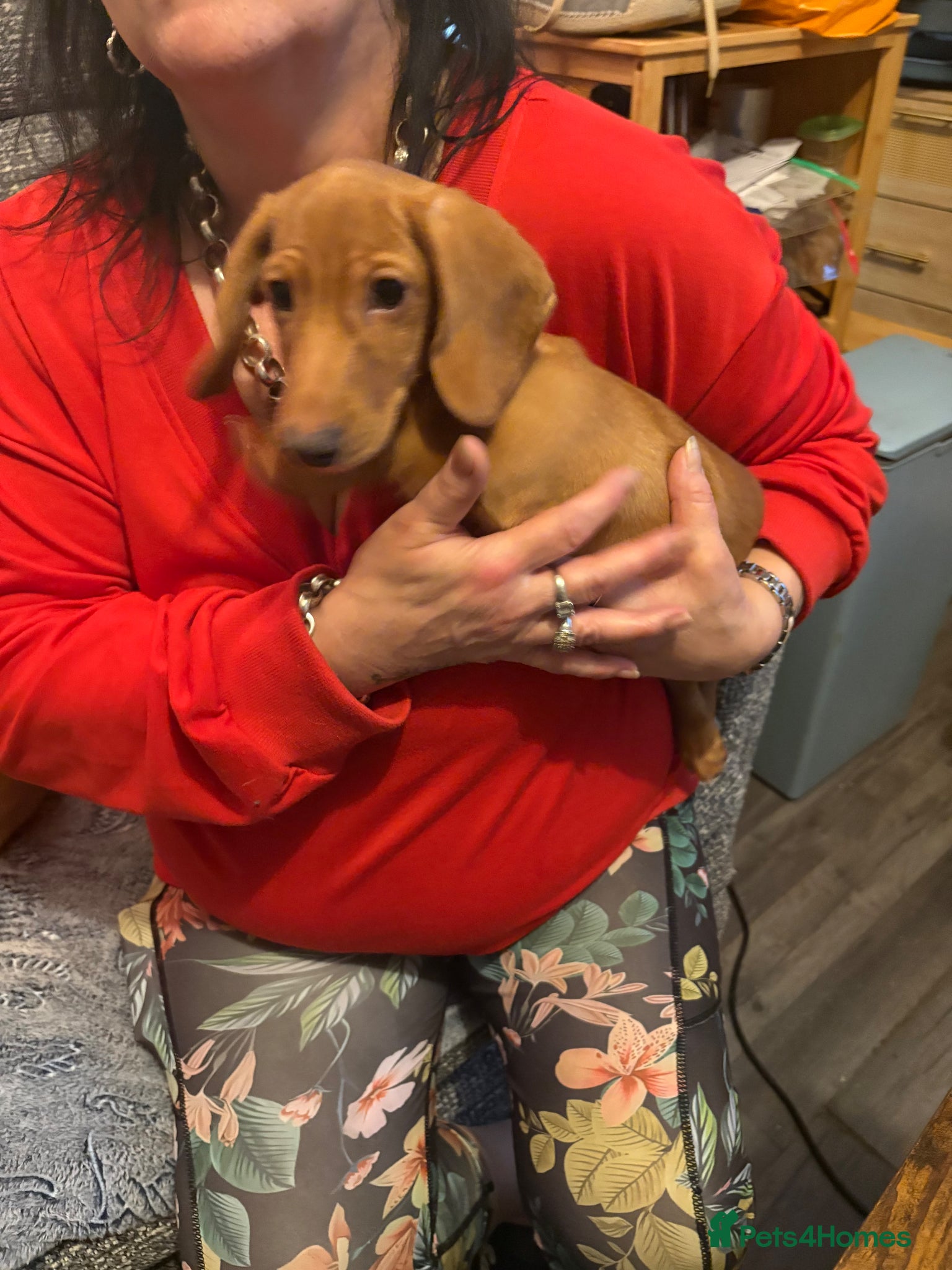 Miniature Dachshund dogs Ready now Beautiful miniature dachshunds  - Advert 10